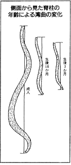 脊柱